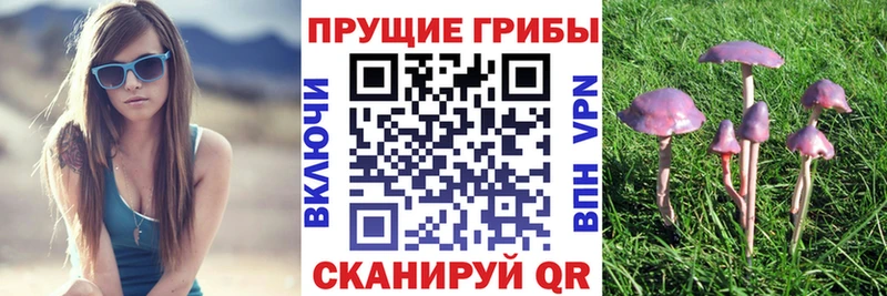 Галлюциногенные грибы Psilocybine cubensis  закладки  Абакан 