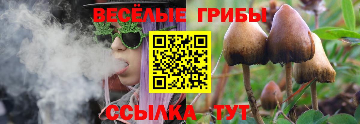 Галлюциногенные грибы Psilocybine cubensis Абакан